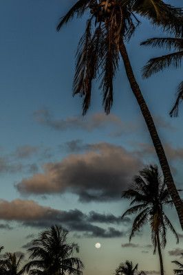 Serene Tropical Sunset With Majestic Palm Trees