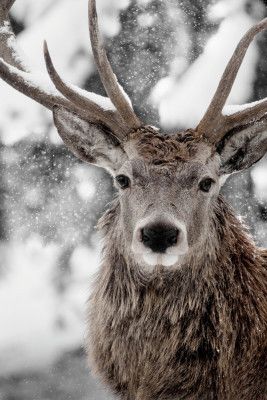 Winter Stag