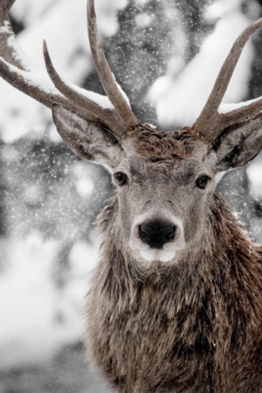 Winter Stag