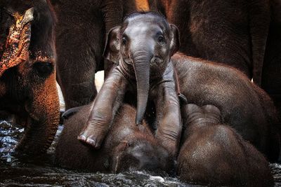 THE little PRINCE ....