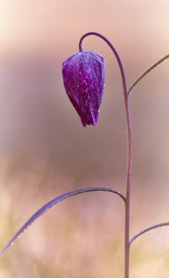 Fritillary