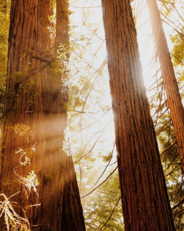 Redwood Forest Sunbeams III