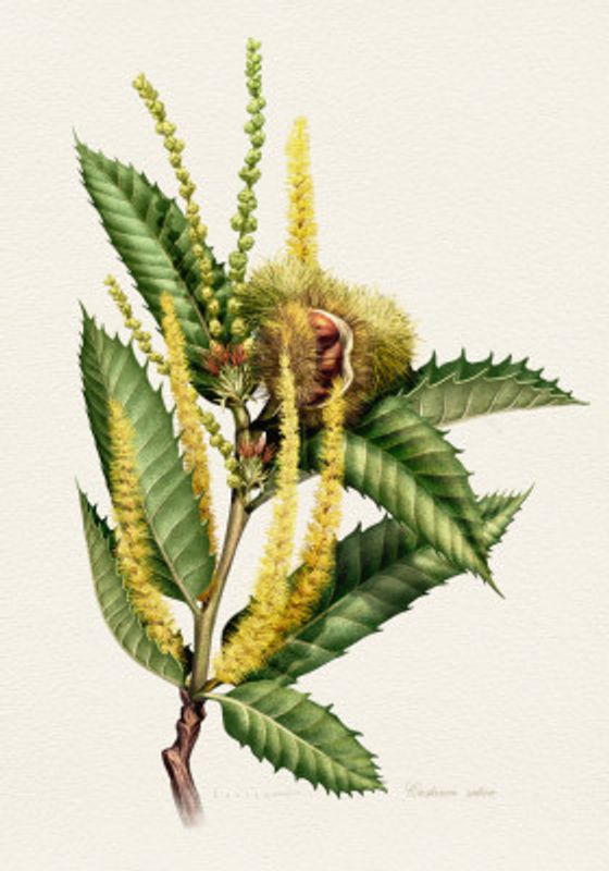 Castanea Sativa