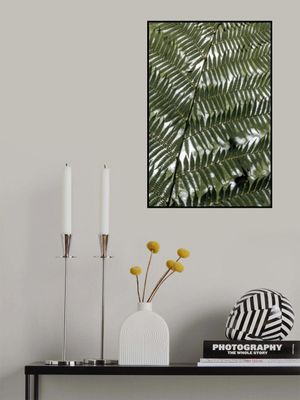 Lush Green Fern