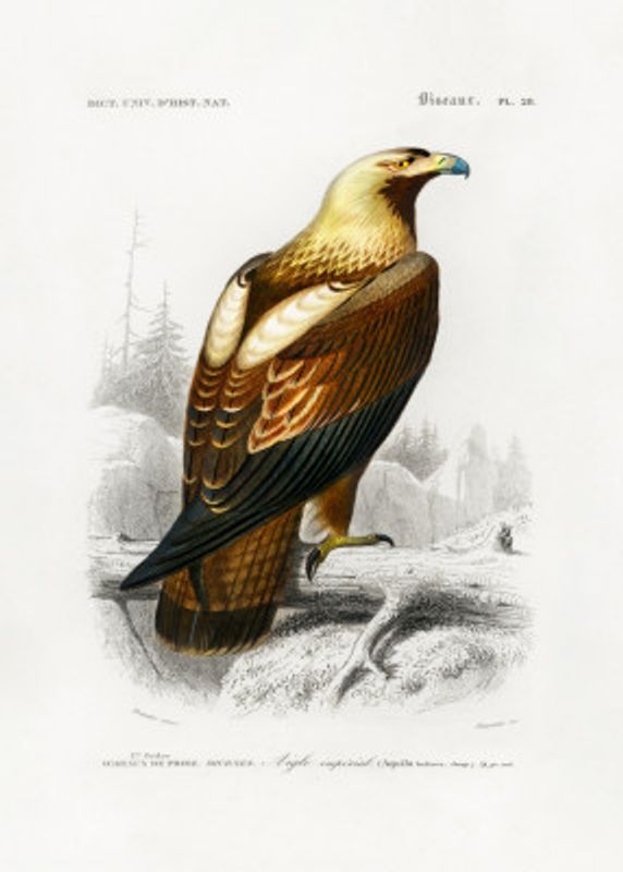 Eastern Imperial Eagle