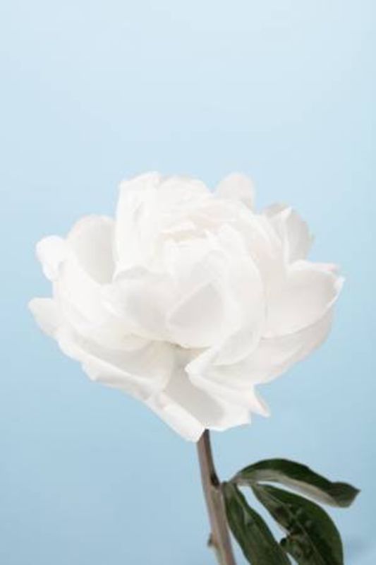Peony_1