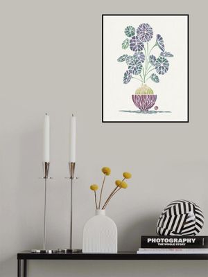 Stephania Erecta (cream-navy)