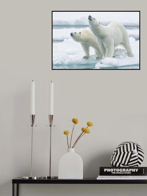 Polar bears, mother and son