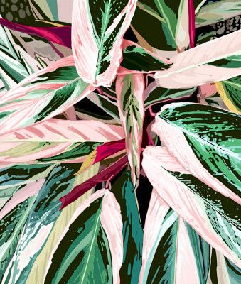 Tropical Variegated Houseplant