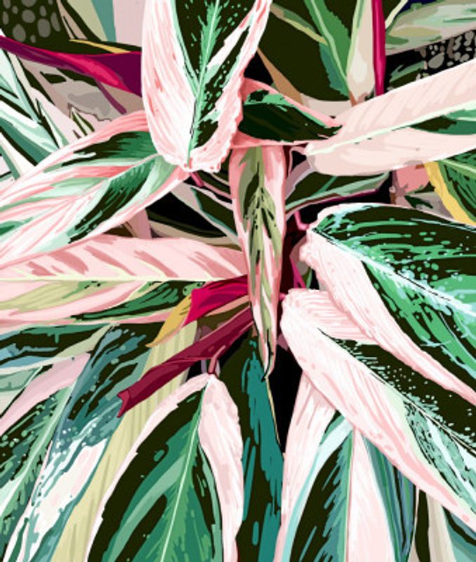 Tropical Variegated Houseplant