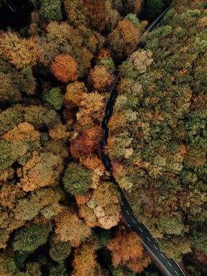 Autumn's Winding Path