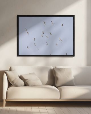 Seagulls In Flight