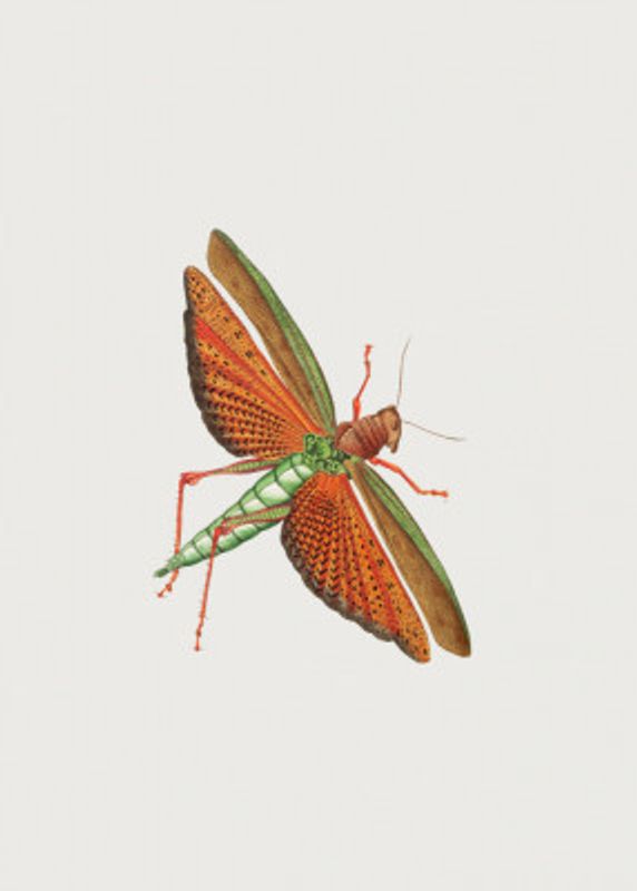 Imperial Locust