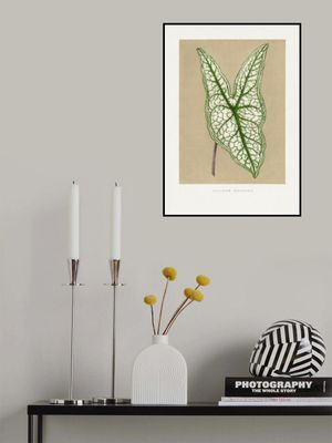 Green Caladium Belleymii Leaf Illustration