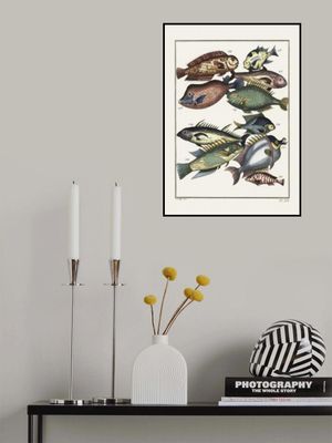 Exotic Fish (1767) By J V Schley