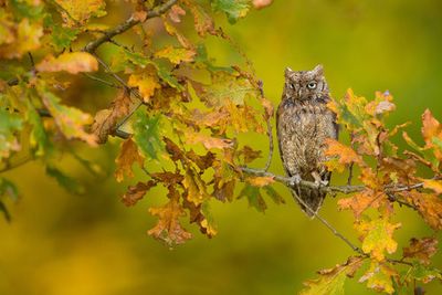 European Scops Owl