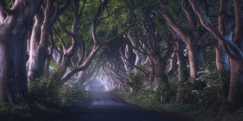 The Dark Hedges
