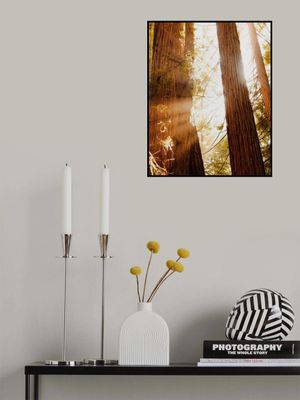 Redwood Forest Sunbeams III