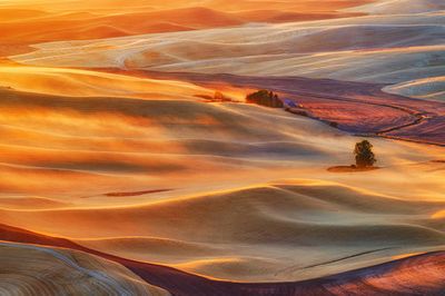 Golden Palouse