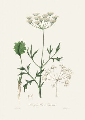 Aniseed (pimpinella Anisum) Medical Botany
