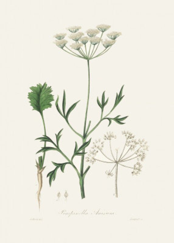 Aniseed (pimpinella Anisum) Medical Botany