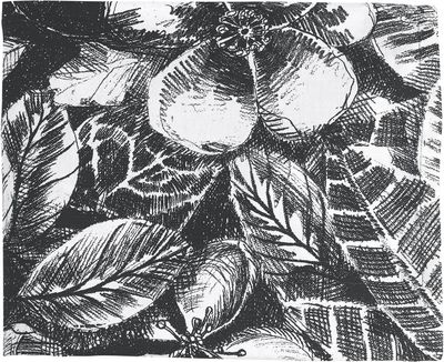 Svanefors Sonia Duk Svartvit 140x250 cm
