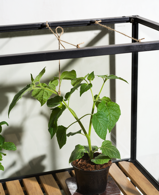 Brafab Grower Greens växtskåp hög svart