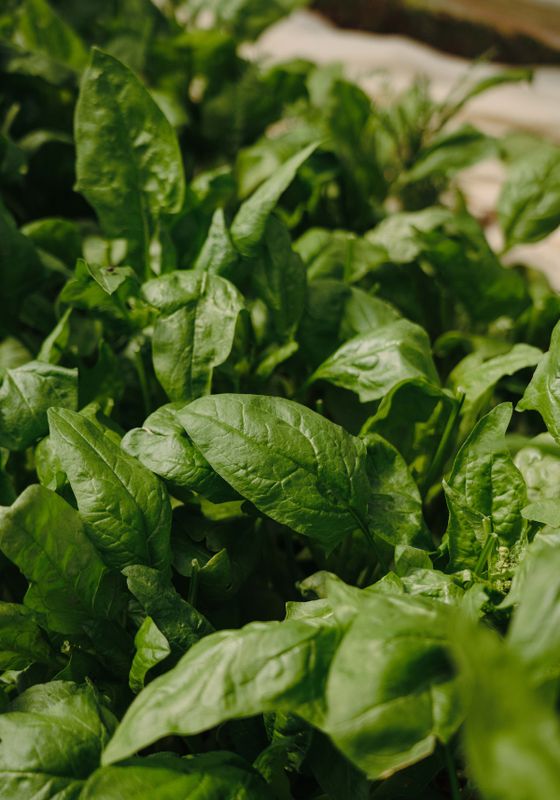 Venture Home Gree leaf Poster Grön