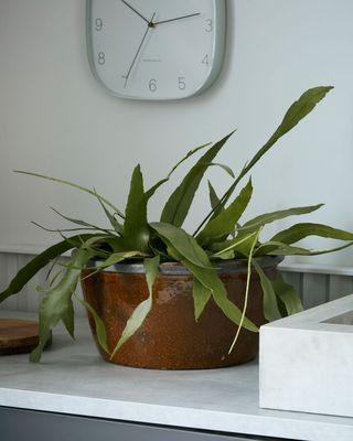 House Doctor Whai Kruka Senapsgul