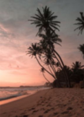 Venture Home Summer Poster Rosa