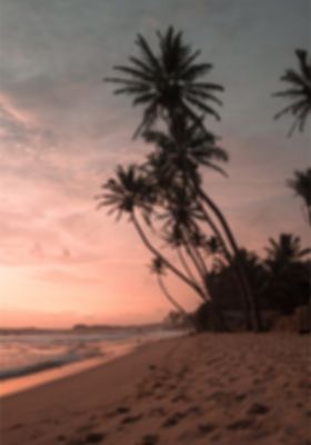 Venture Home Summer Poster Rosa