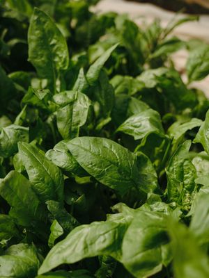 Venture Home Gree leaf Poster Grön