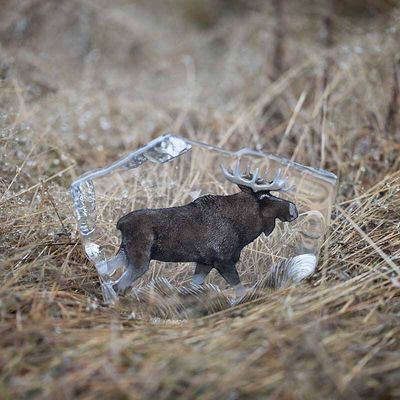 33888-Älg-Elk-mats-jonasson-maleras-2