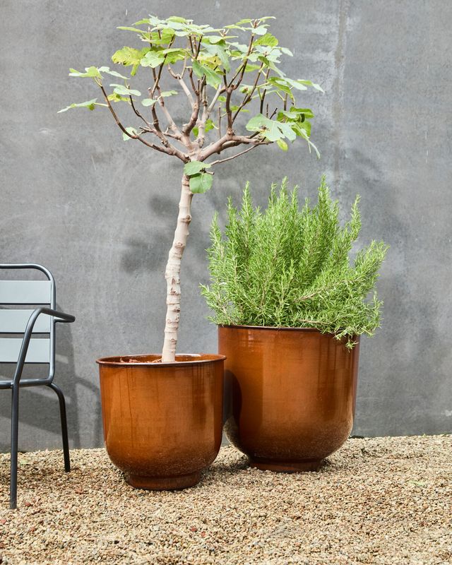 House Doctor Cove Blomkruka Brun