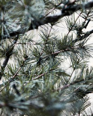 House Doctor Pin Julgran Natur