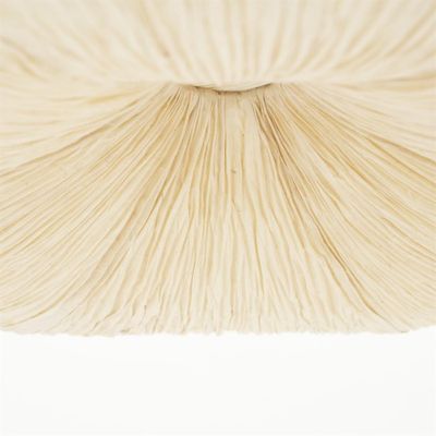 By Boo Taklampa Lokta