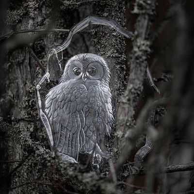 33289-Tawny-Owl-nature-kattuggla-mats-jonasson-maleras