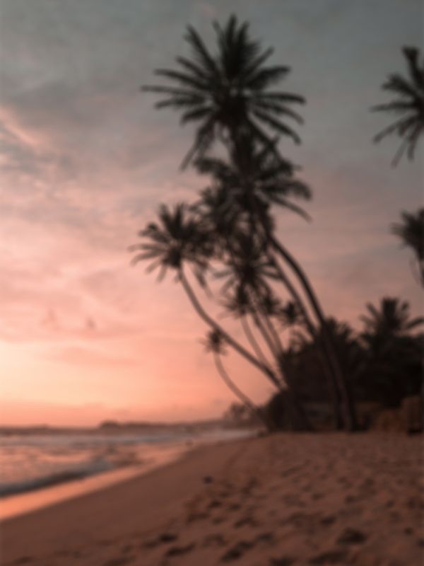 Venture Home Summer Poster Rosa