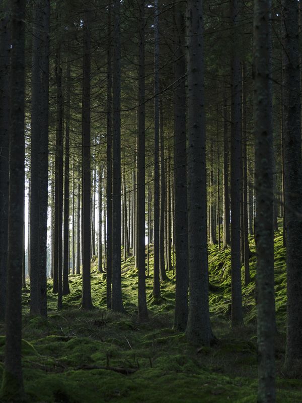 Venture Home Woods Poster Grön