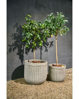 House Doctor Pharao Blomkruka Grå/Brun