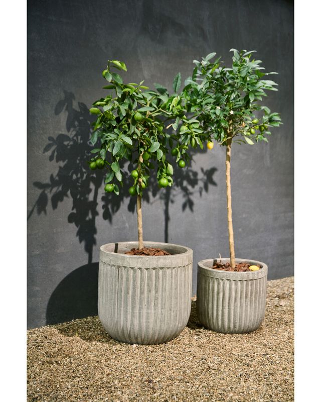 House Doctor Pharao Blomkruka Grå/Brun