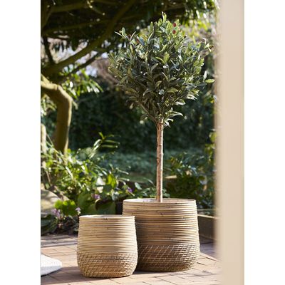 House Nordic Olivträd 120 cm