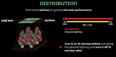 The Jungle LED - The Fire Ant DR+FR 20W