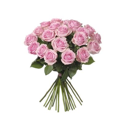 20 rosa rosor