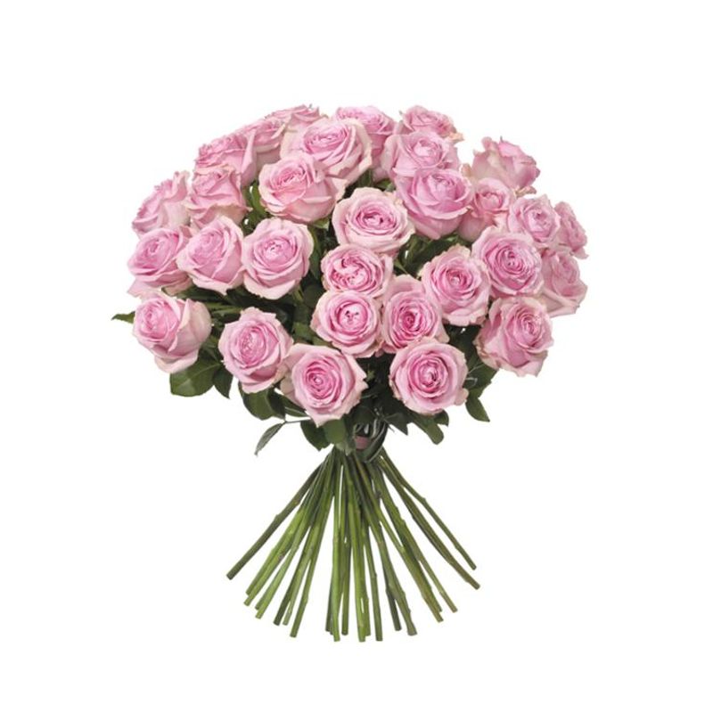 30 rosa rosor