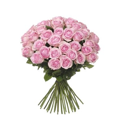 40 rosa rosor