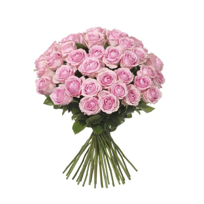 40 rosa rosor