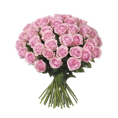 50 rosa rosor