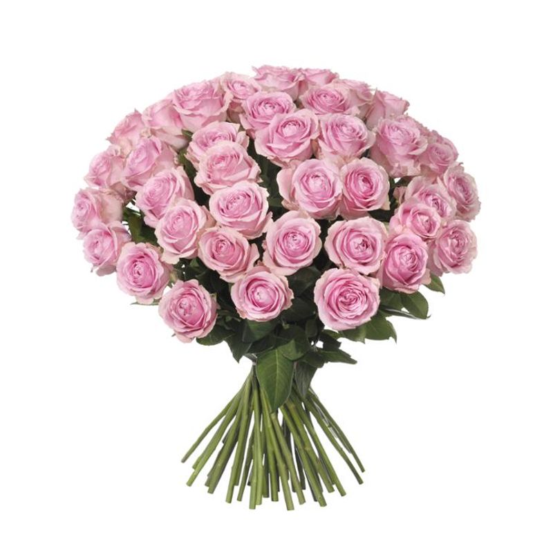 50 rosa rosor