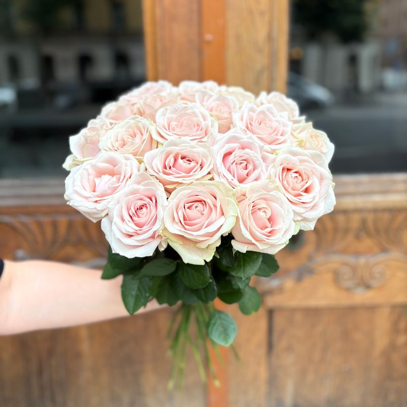 20 rosa rosor